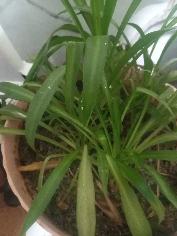 زمین کشاورزی دیم ۱۱ عدل|فروش زمین و ملک کلنگی|حسین آباد, |دیوار