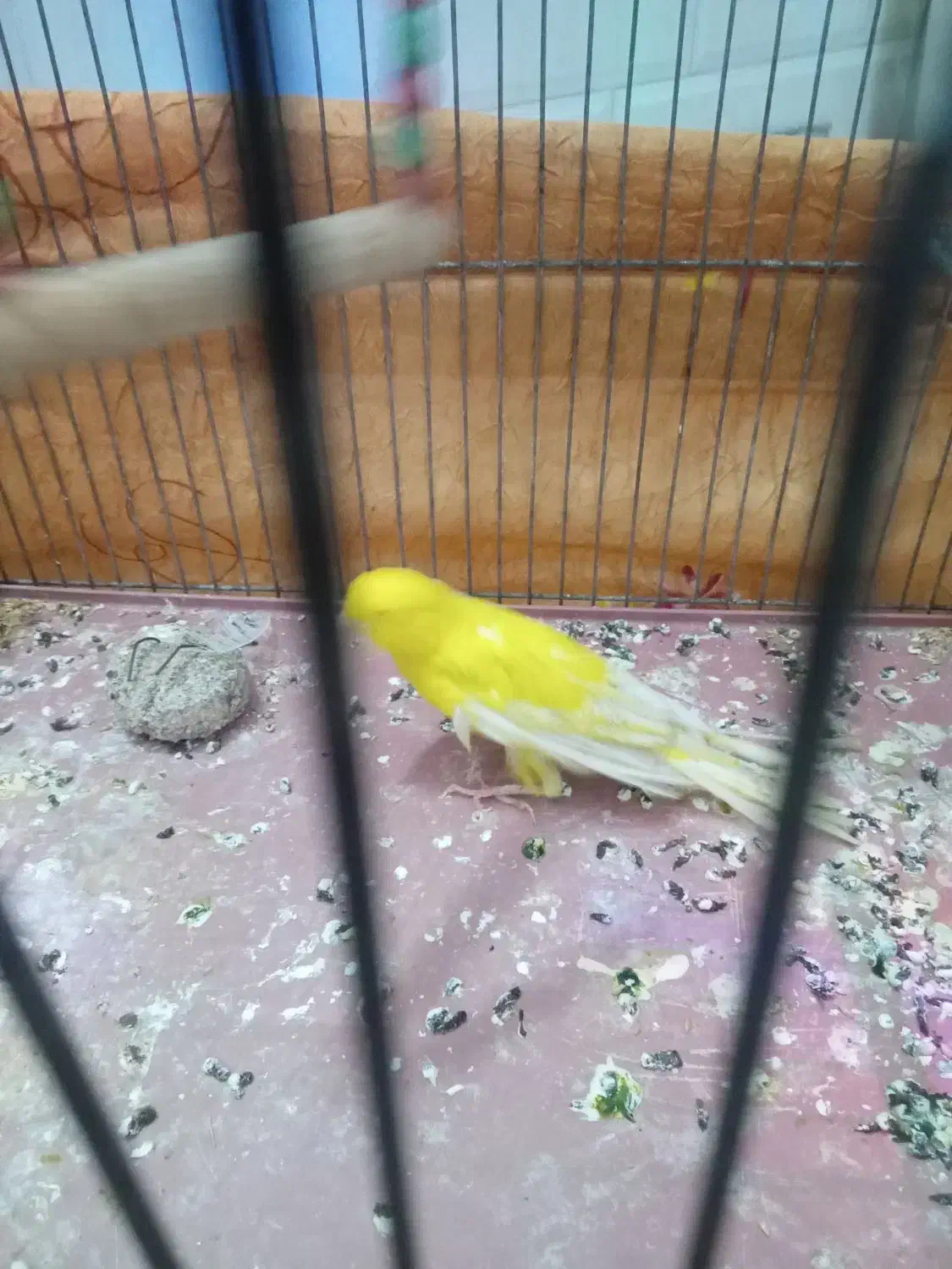 باسلام یک عدد قناری ماده طلایی آماده کار|پرنده|قم, قلعه کامکار|دیوار