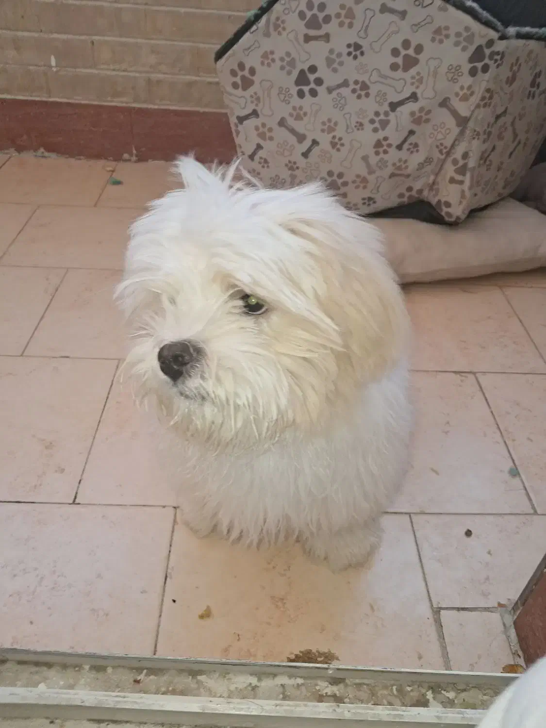 سگ شیتزو|سگ|اصفهان, شهرک میلاد|دیوار