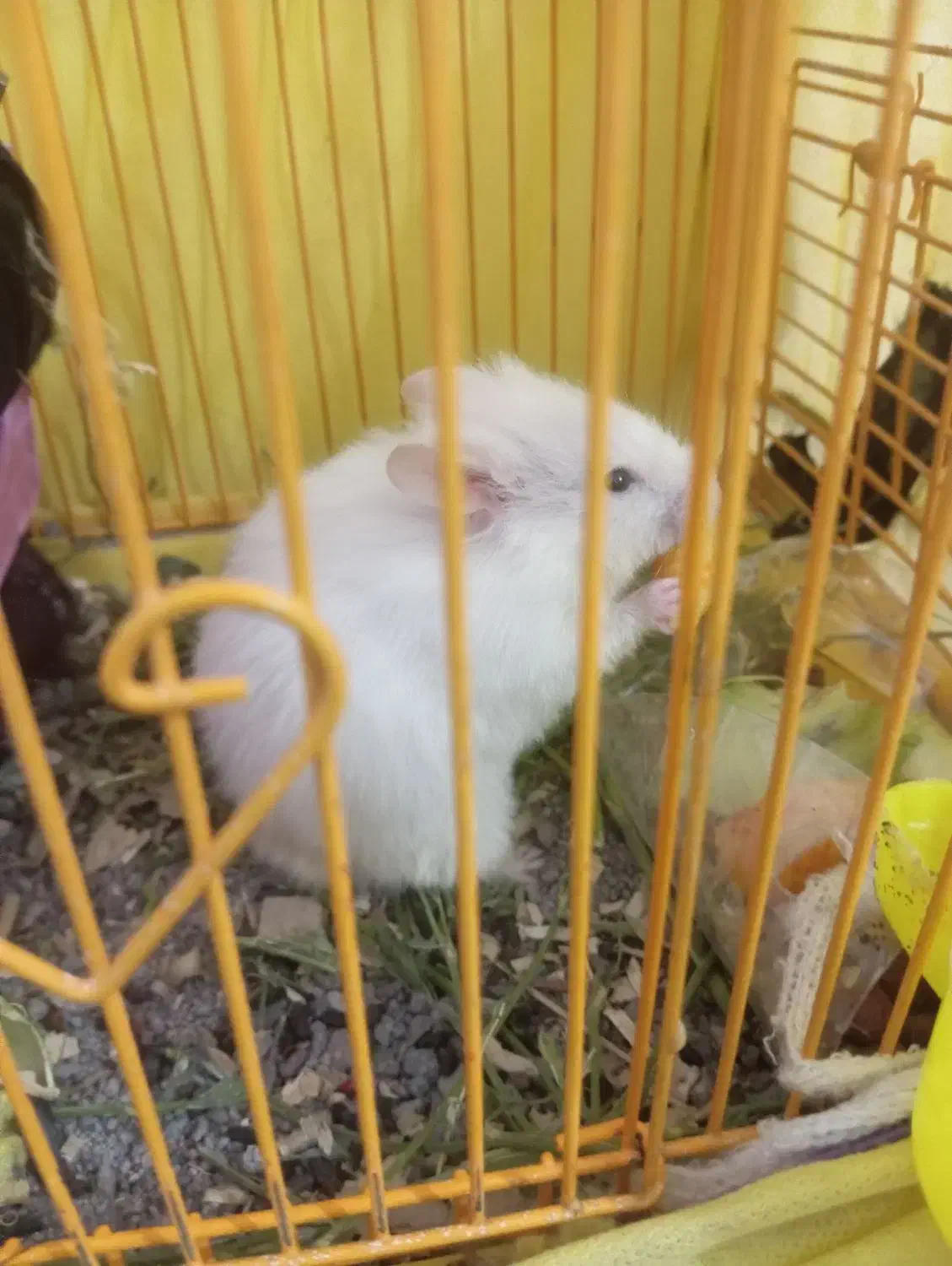 همستر نر ماده|موش و خرگوش|بم, |دیوار