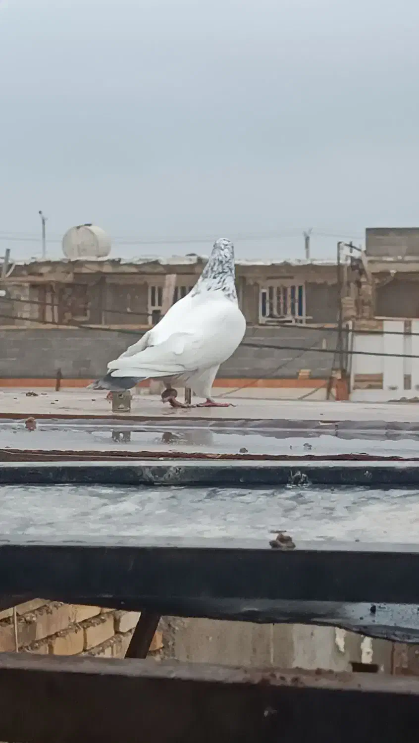 کبوتر بالاگیر|پرنده|حمیدیه, |دیوار