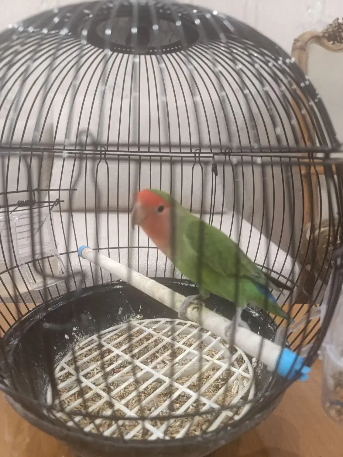 کوتوله برزیلی|پرنده|همدان, |دیوار