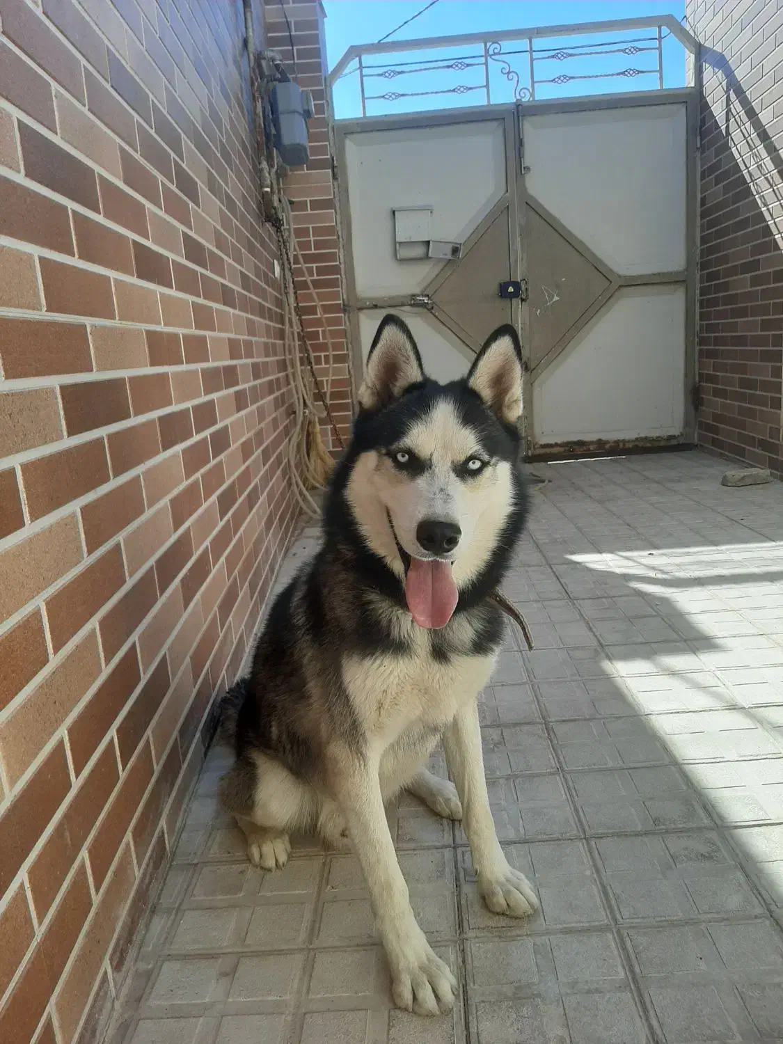 سگ هاسکی|سگ|تربت‌حیدریه, منظر|دیوار