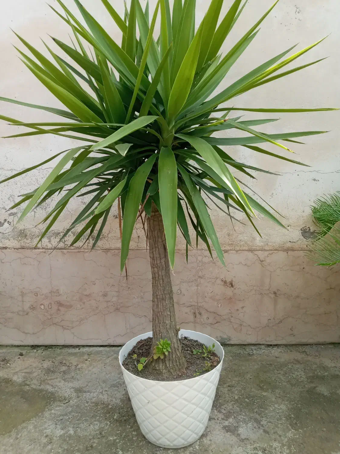 گل یوکا|گل و گیاه طبیعی|آستانه اشرفیه, |دیوار