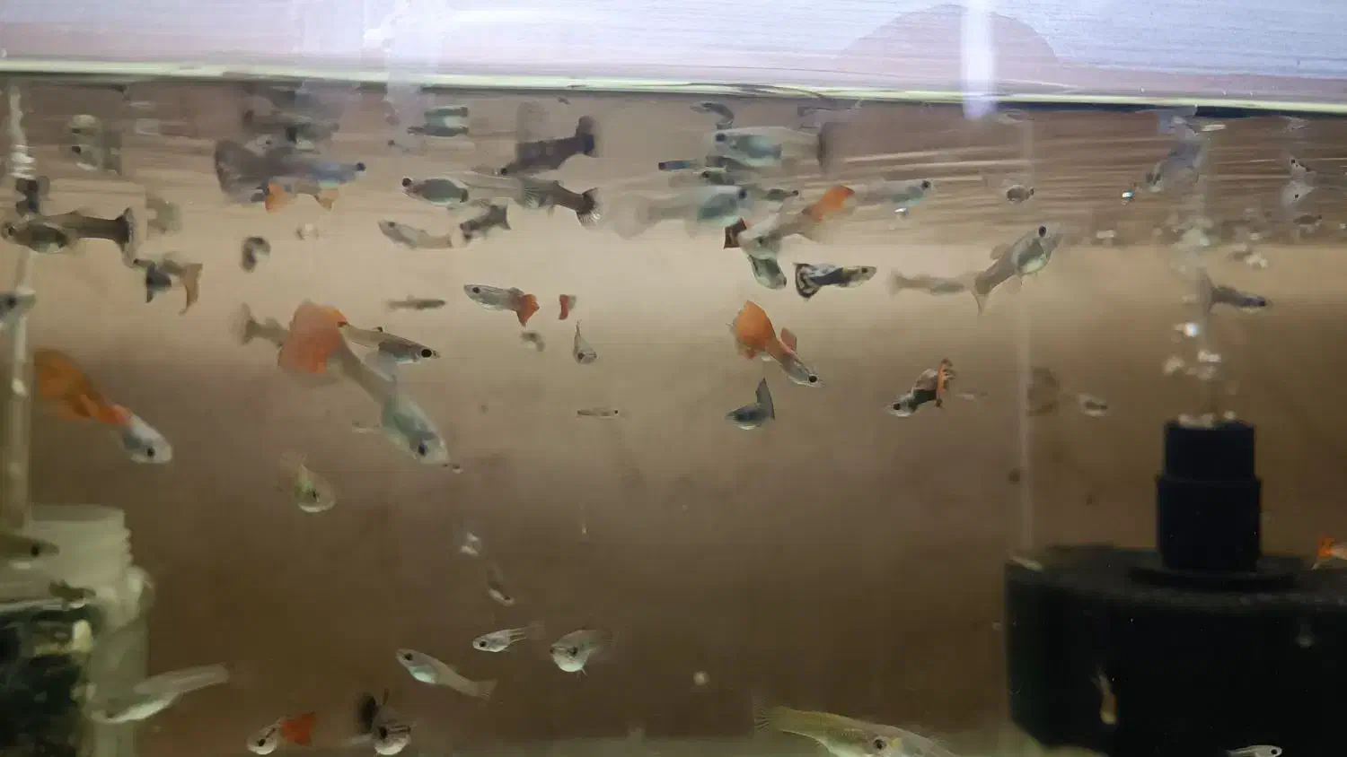 ماهی گوپی بصورت یکجا|ماهی|کرمانشاه, |دیوار