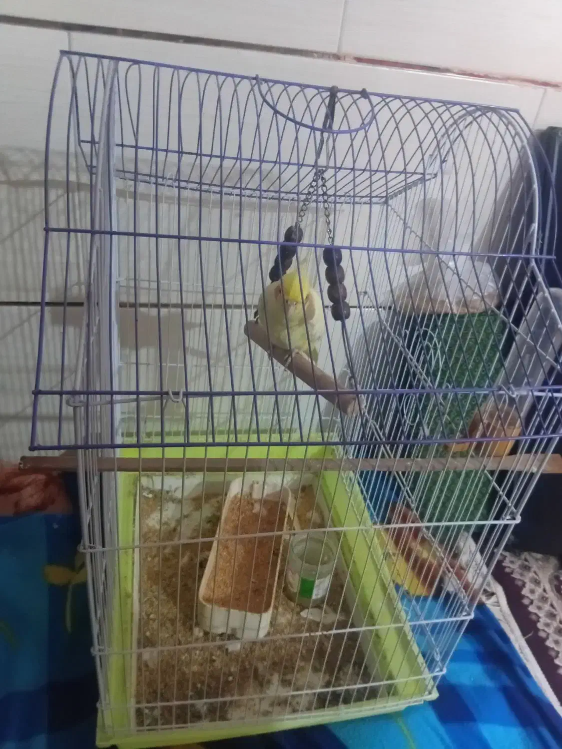 یک عروس هلندی دو مرغ عشق|پرنده|چغادک, |دیوار