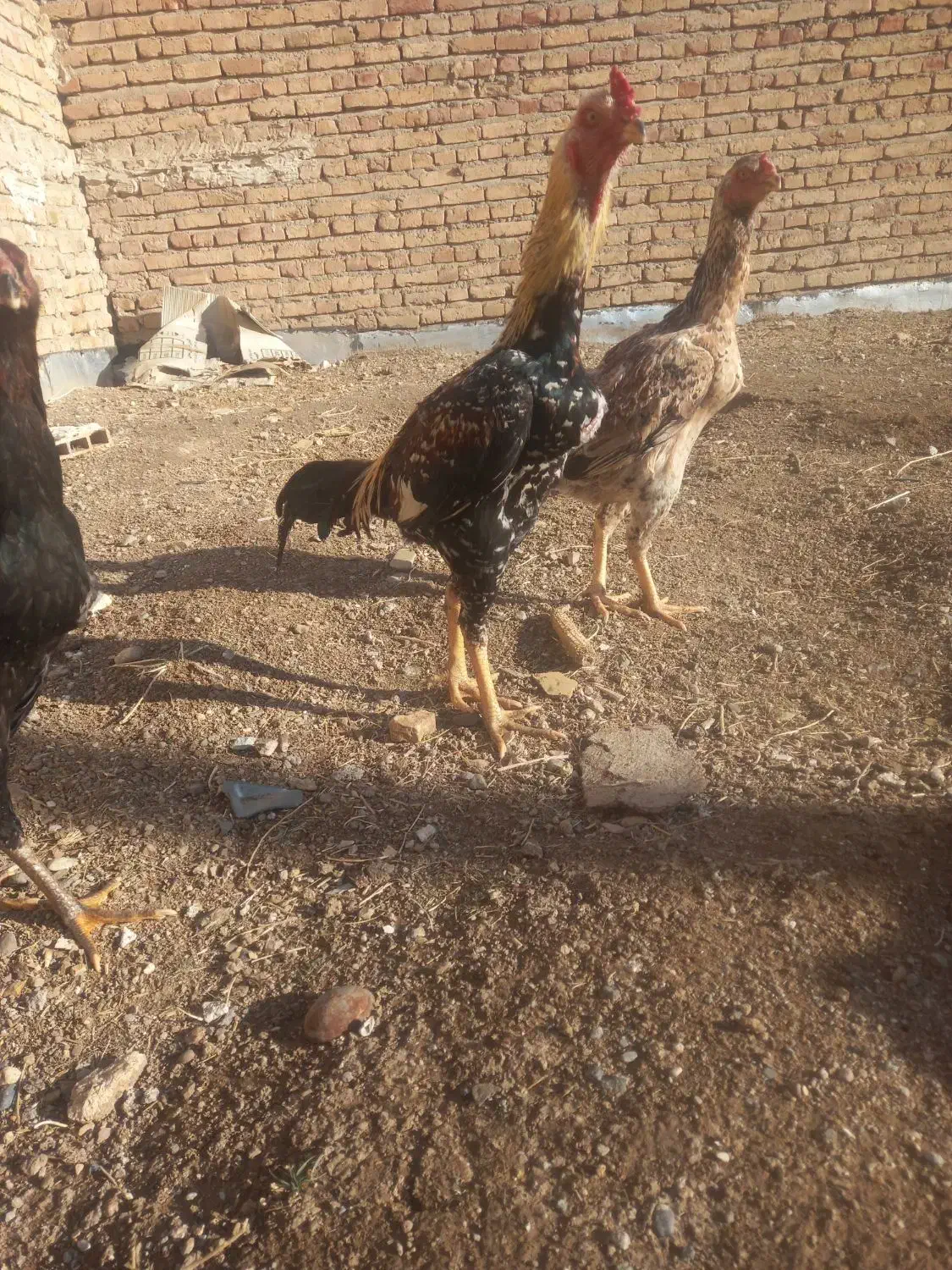 خروس لاری|حیوانات مزرعه|اهر, |دیوار