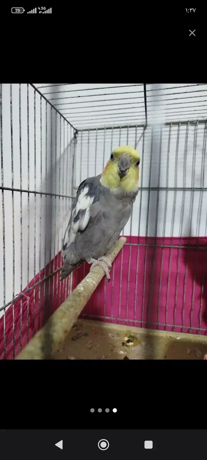 عروس هلندی|پرنده|قم, ولیعصر|دیوار