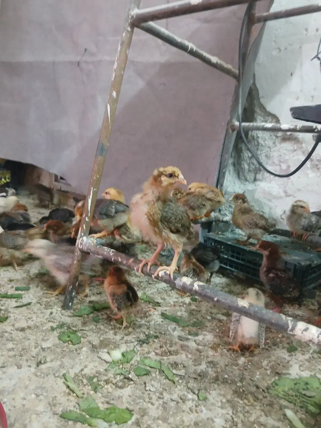 جوجه ی ماهه|حیوانات مزرعه|بهبهان, |دیوار