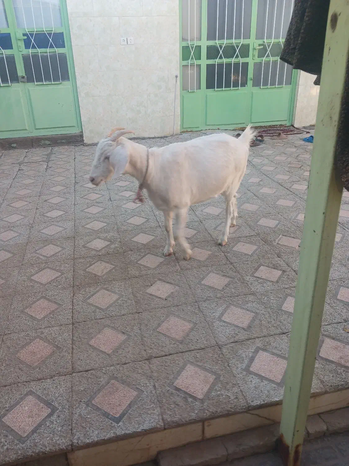 گیسه سانن و دوتا بره نر.راور|حیوانات مزرعه|راور, |دیوار