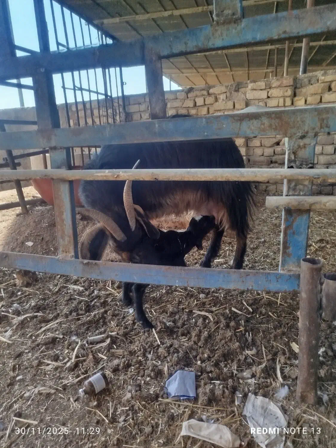 بز وکهر نر|حیوانات مزرعه|مرودشت, کناره|دیوار