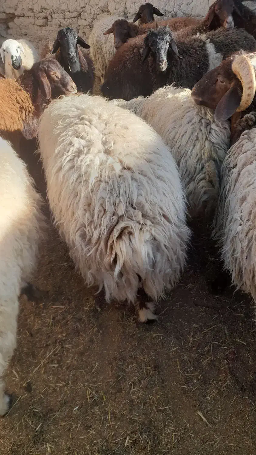 اگهی سرقت وکلاه برداری ۹راس بره|حیوانات|یزد, |دیوار