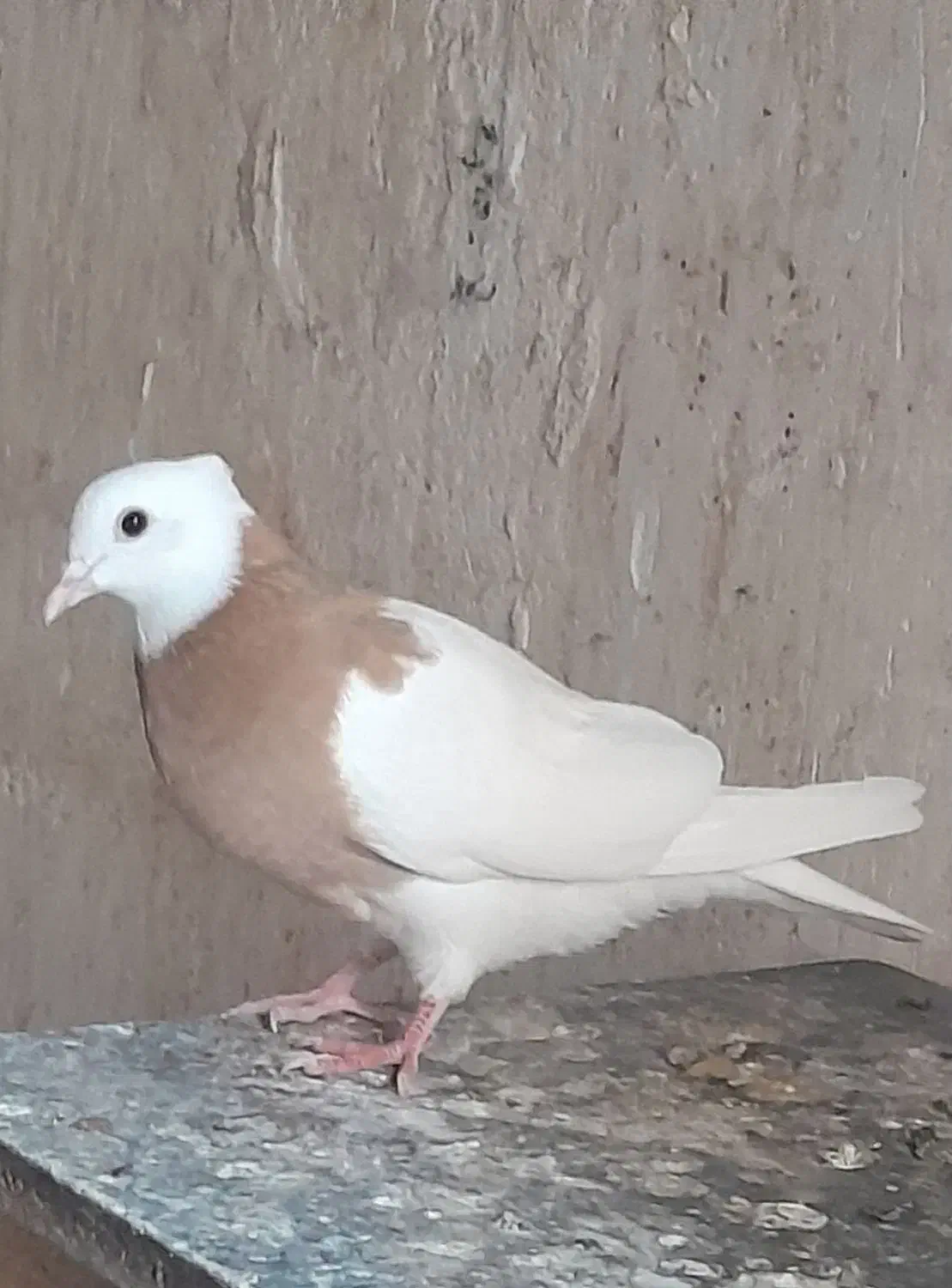 طوقی زرد و سیاه ماده ۷ بند|پرنده|خرمشهر, |دیوار