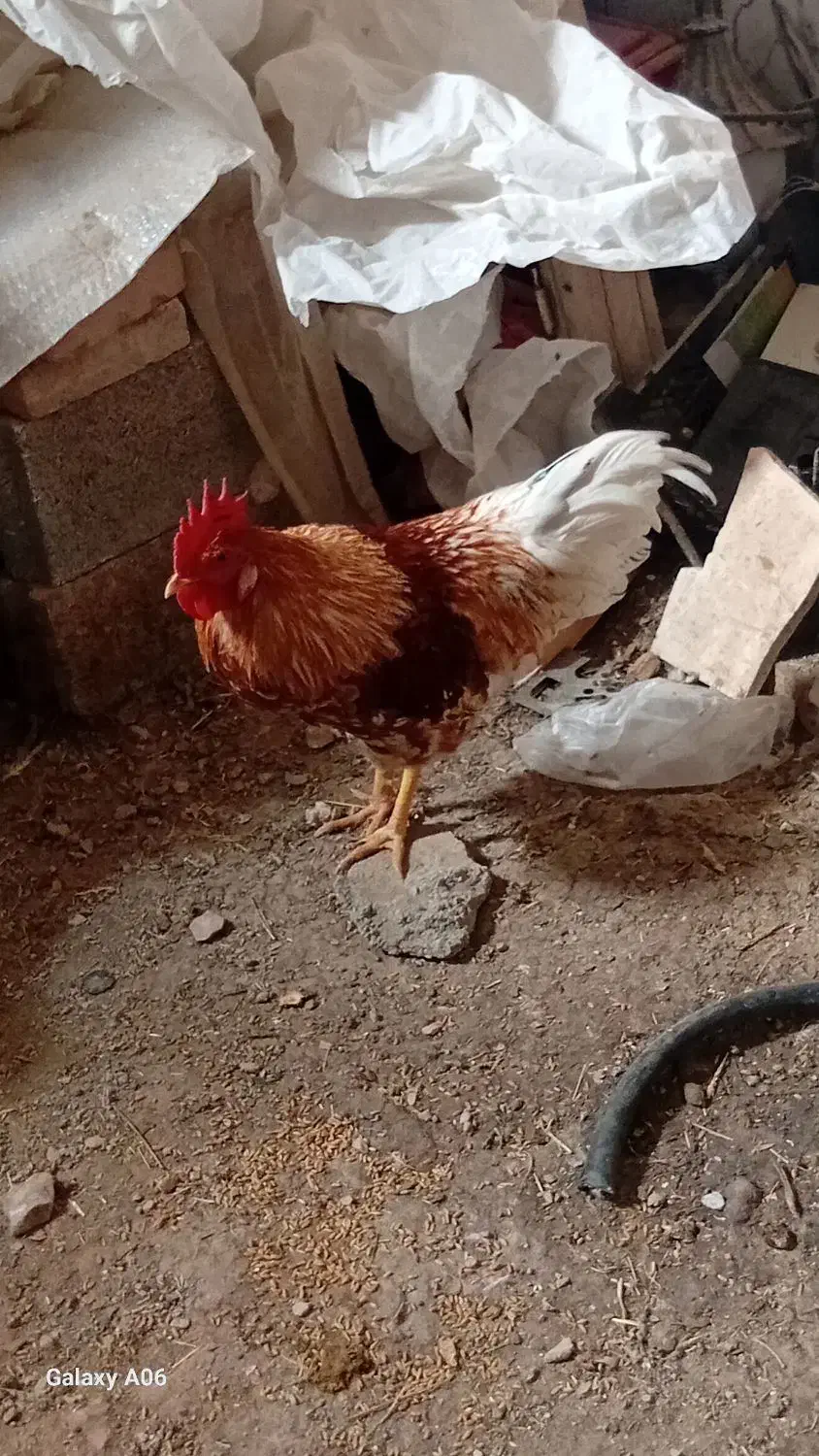 خروس|حیوانات مزرعه|ماکو, |دیوار