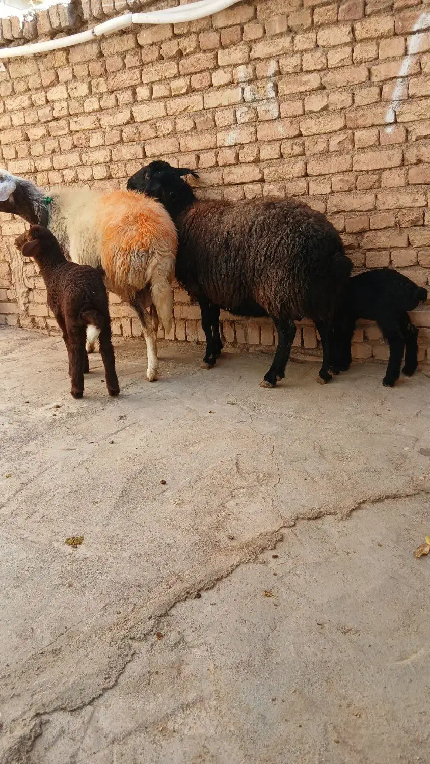 یه جفت میش زاییده(شیشک)بره ها شیرمست درجه ۱|حیوانات مزرعه|داران, |دیوار