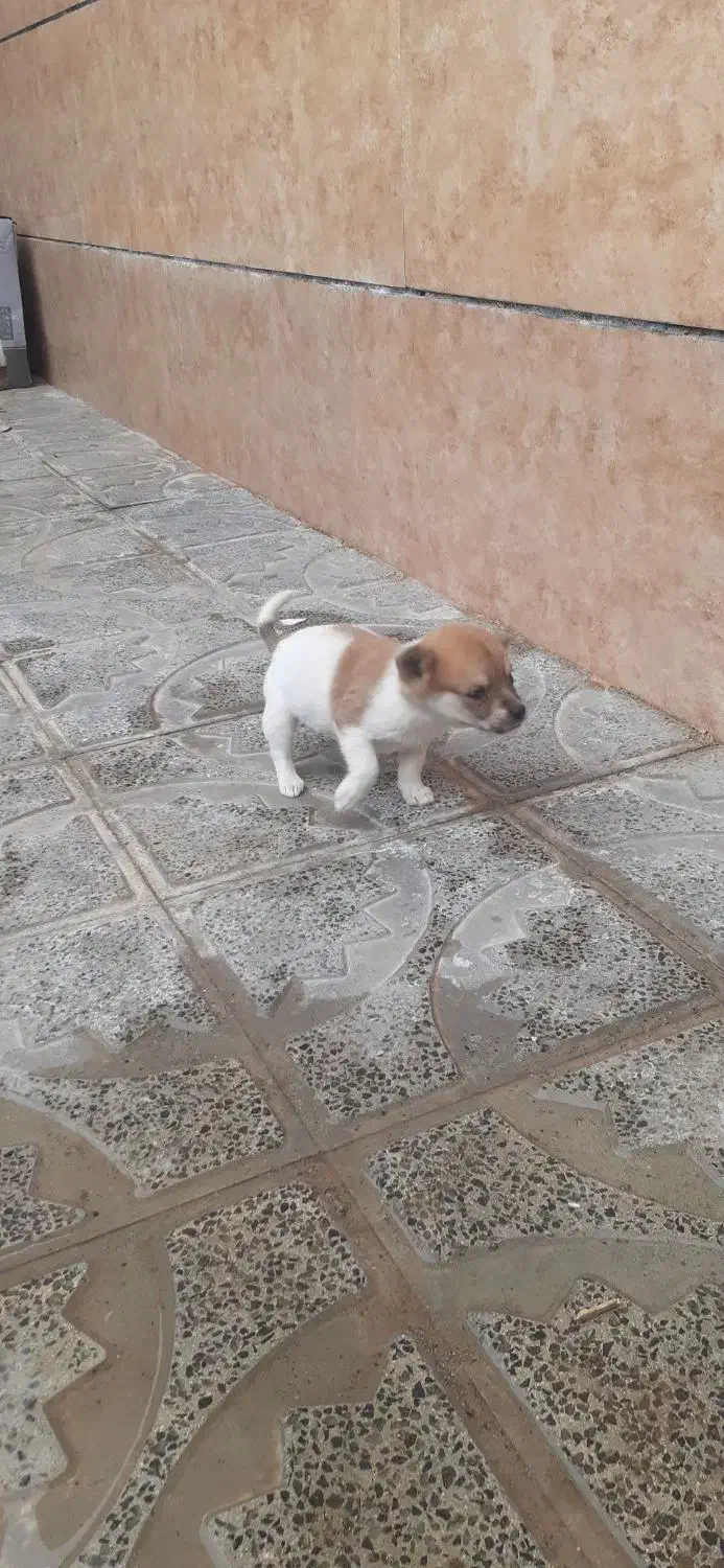 سگ پاپی|سگ|تربت جام, جامرود|دیوار