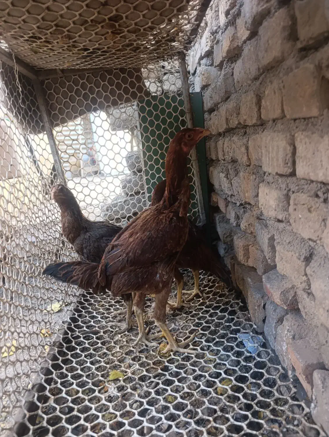 مرغ لاری|حیوانات مزرعه|مشهد, ایوان|دیوار