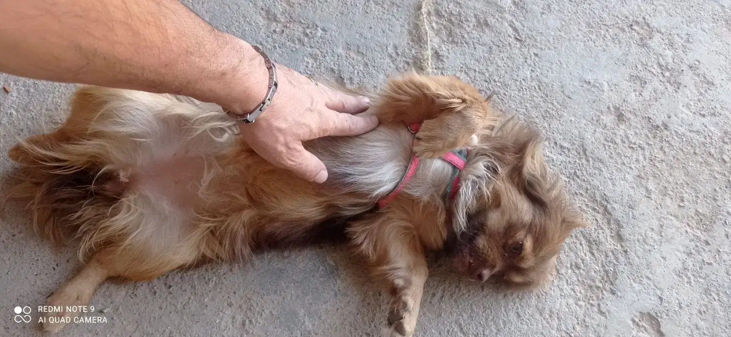 سگ گمشده|حیوانات|ملایر, |دیوار