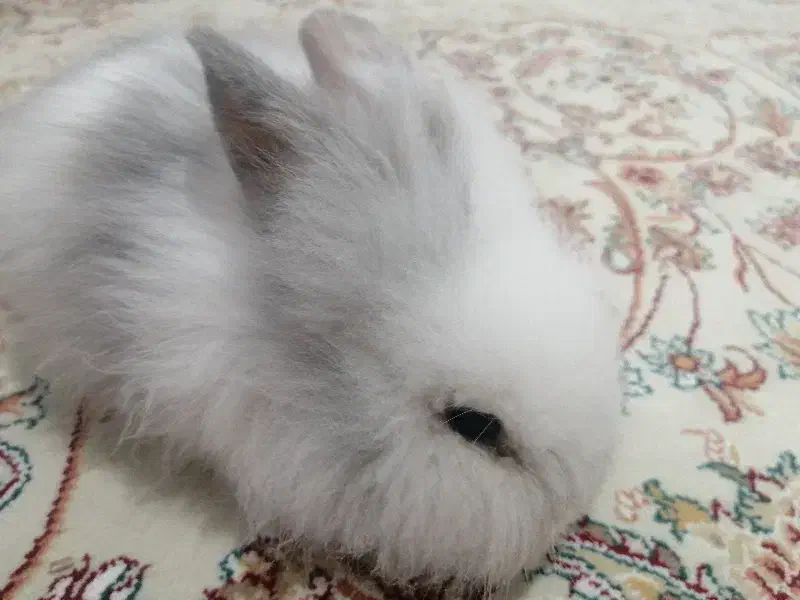 خرگوش لوپ آمریکایی|موش و خرگوش|مشکین‌دشت, |دیوار