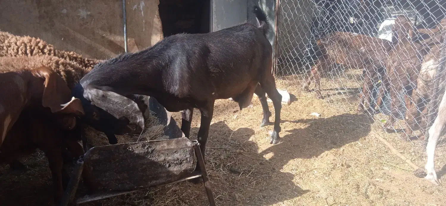 بز پاکستانی جوان|حیوانات مزرعه|بیرجند, |دیوار