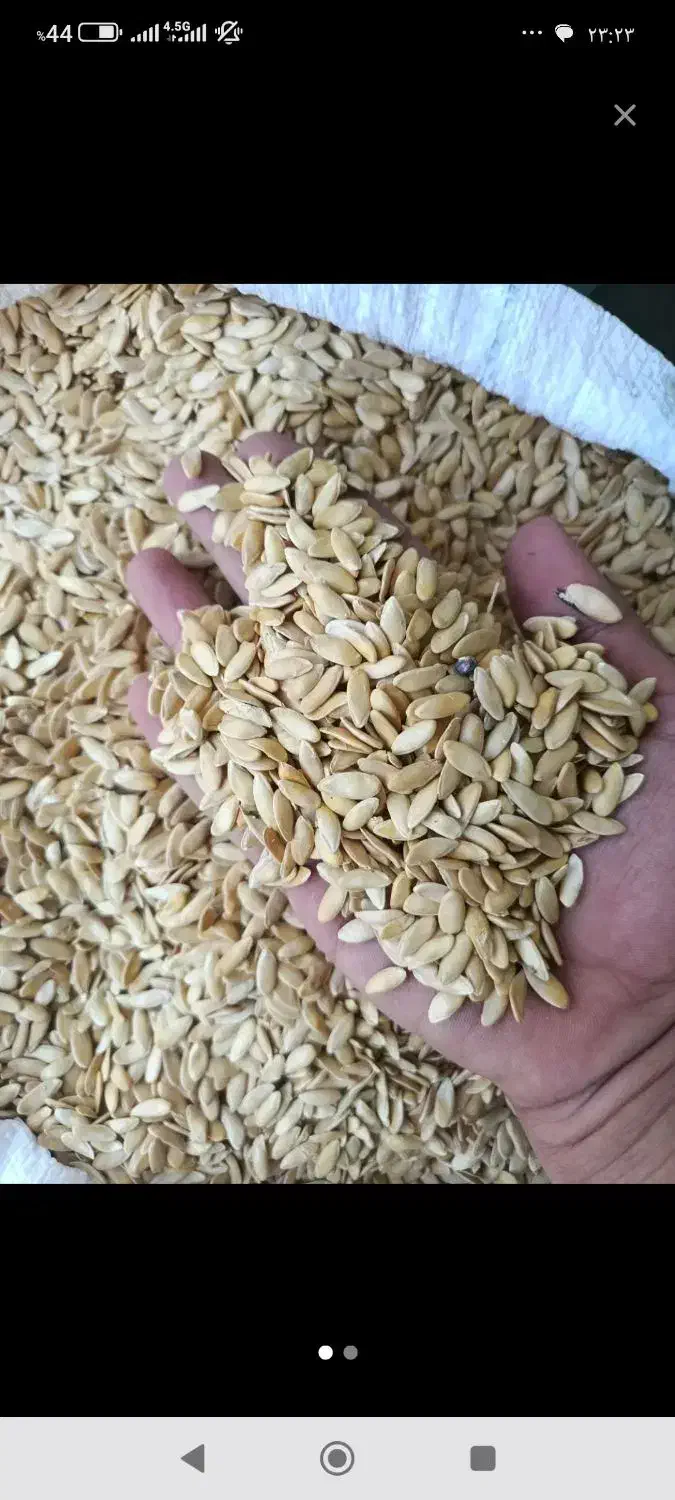 تخم خربزه شما رابه بالاترین قیمت خریداریم|خدمات باغبانی و درختکاری|تربت جام, میان جام|دیوار