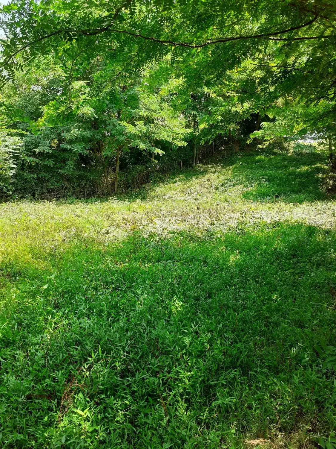 زمین ۸۴۰ متری در جاده ماسوله|فروش زمین و ملک کلنگی|ماکلوان, |دیوار