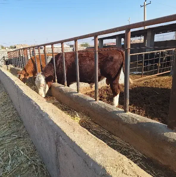 سمینتال نر شرابی نژاداصیل|حیوانات مزرعه|میانه, |دیوار