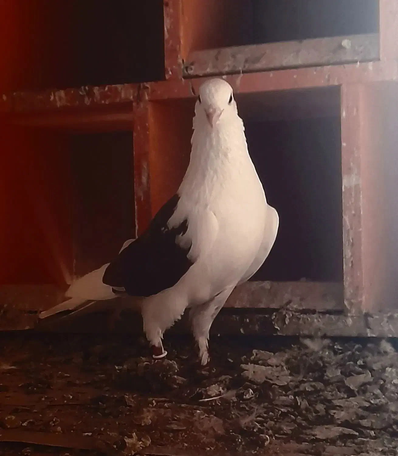 طوقی پشدار|پرنده|اردبیل, |دیوار