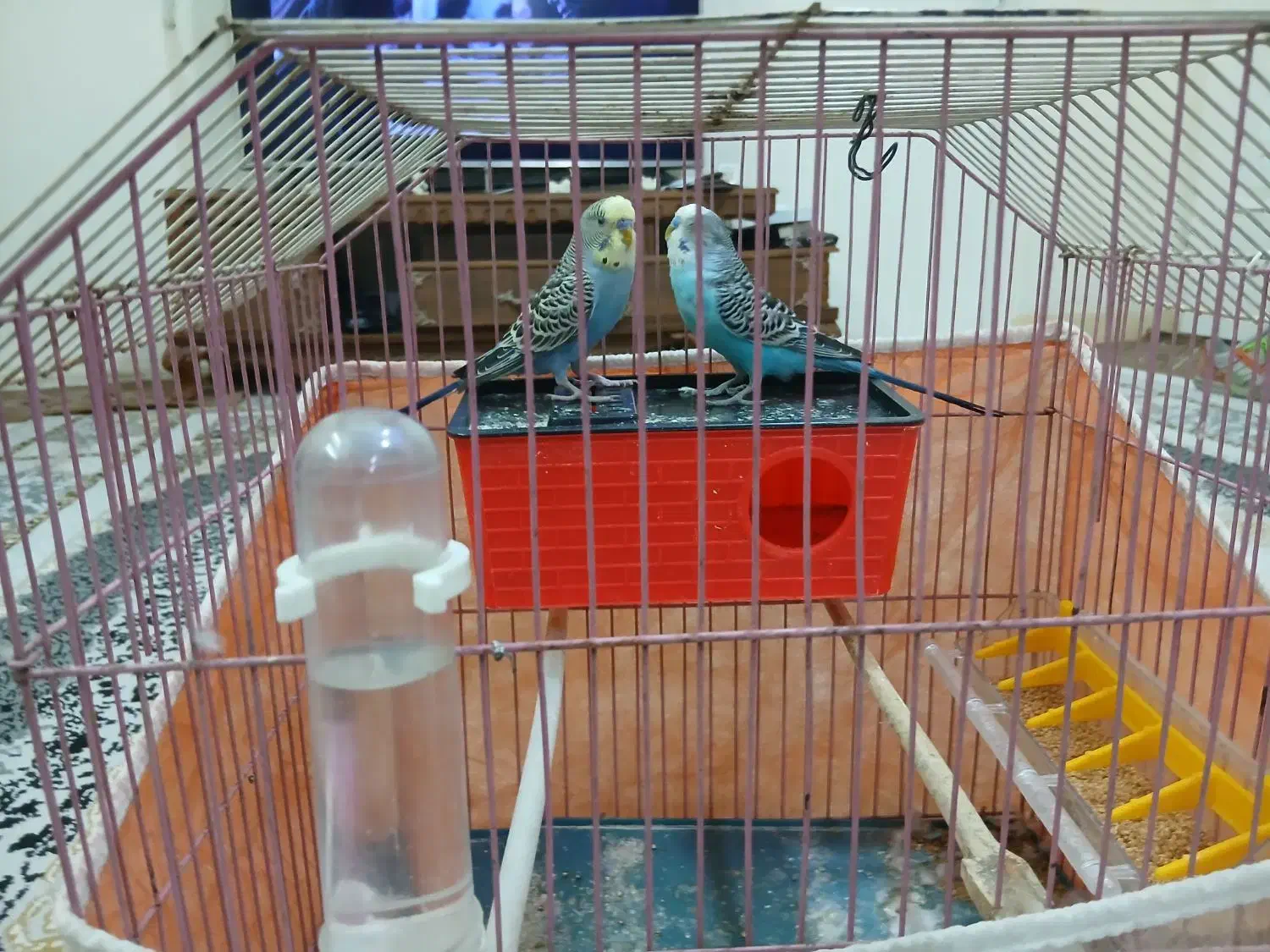 یک جفت مرغ عشق|پرنده|تهران, مسعودیه|دیوار