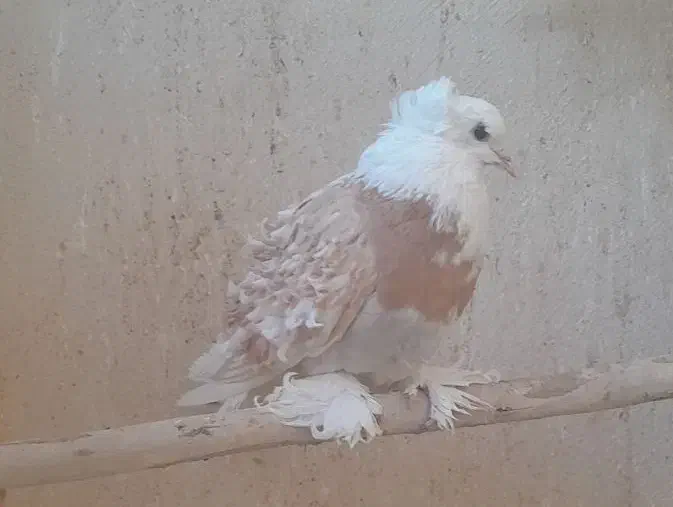 ماده جکسون زیبا و پر فر|پرنده|قم, لسانی|دیوار