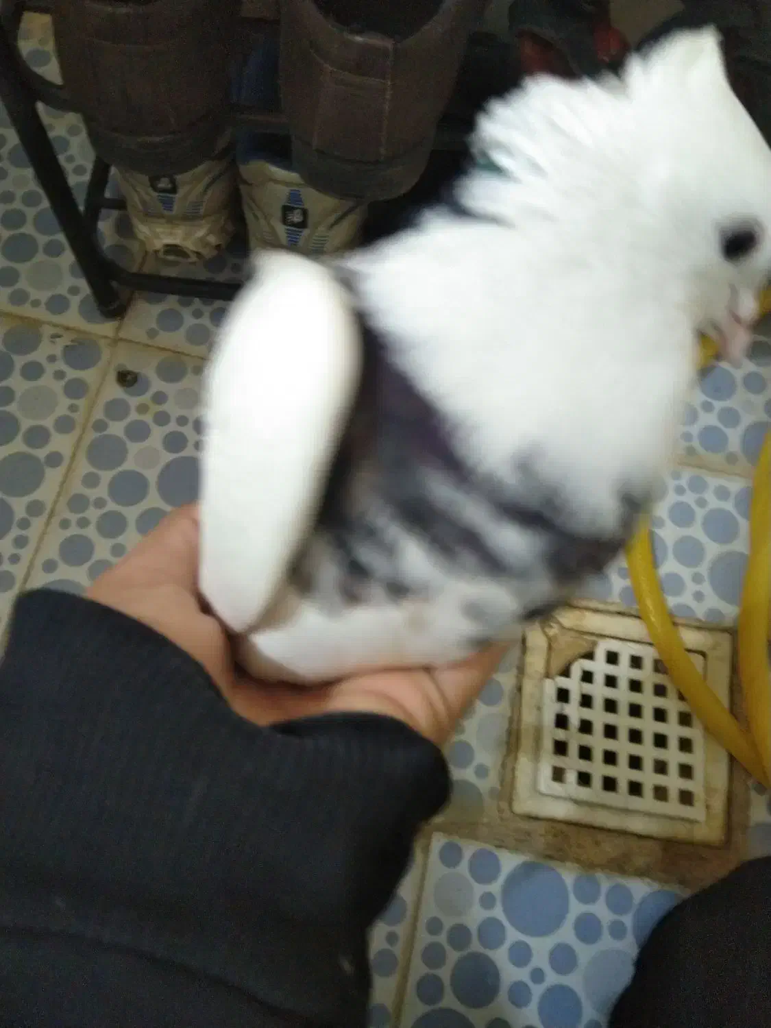 کبوتر رنگی|پرنده|ایذه, |دیوار