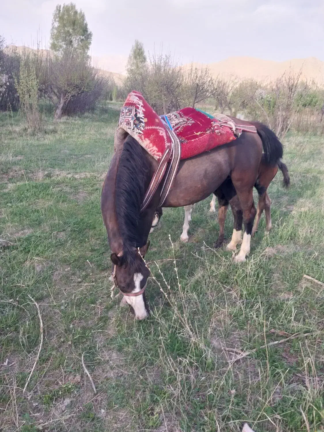 اسب مادیون اروم و یورقه|اسب و تجهیزات اسبسواری|ارجمند, |دیوار