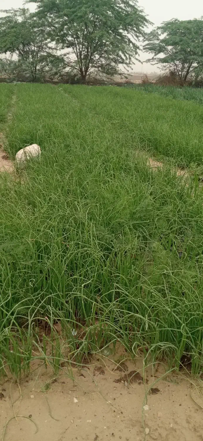 نشا|گل و گیاه طبیعی|بندر کنگان, |دیوار