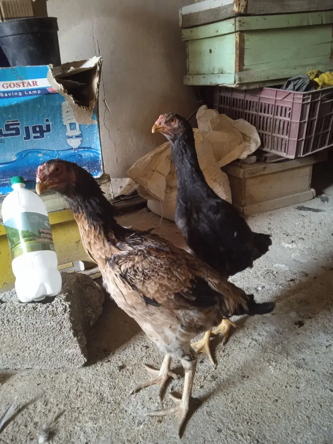 مرغ لاری|حیوانات مزرعه|موچش, |دیوار