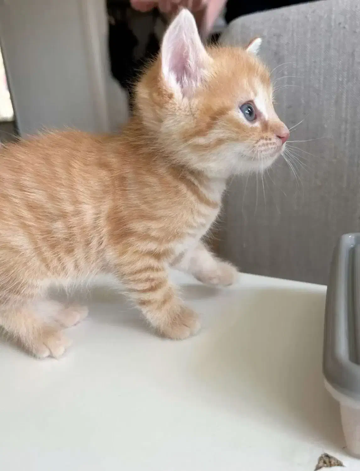 گربه بریتیش جینجر حضوری در اهواز|گربه|اهواز, زیتون کارمندی|دیوار