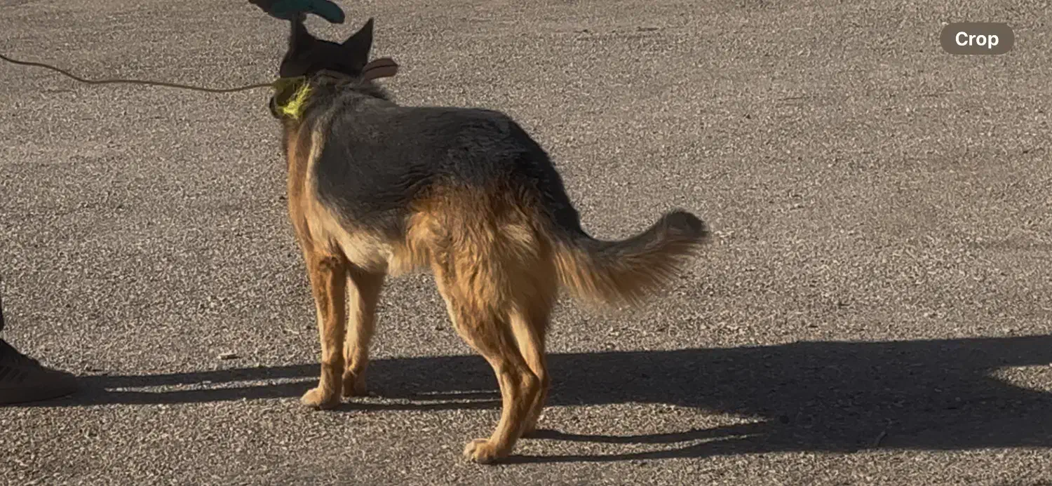 گمشده - سگ ژرمن نر|حیوانات|نهاوند, |دیوار