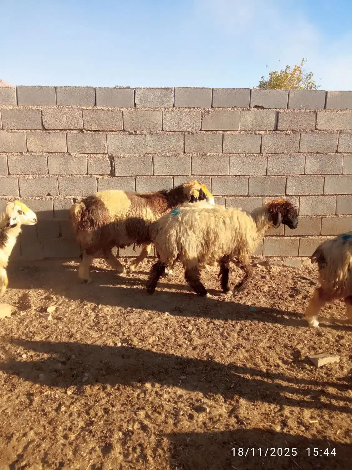 بره نر و ماده شیشک|حیوانات مزرعه|درودزن, |دیوار