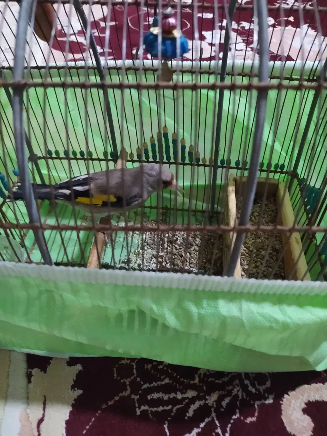 سهره|پرنده|شیراز, کوشک میدان|دیوار