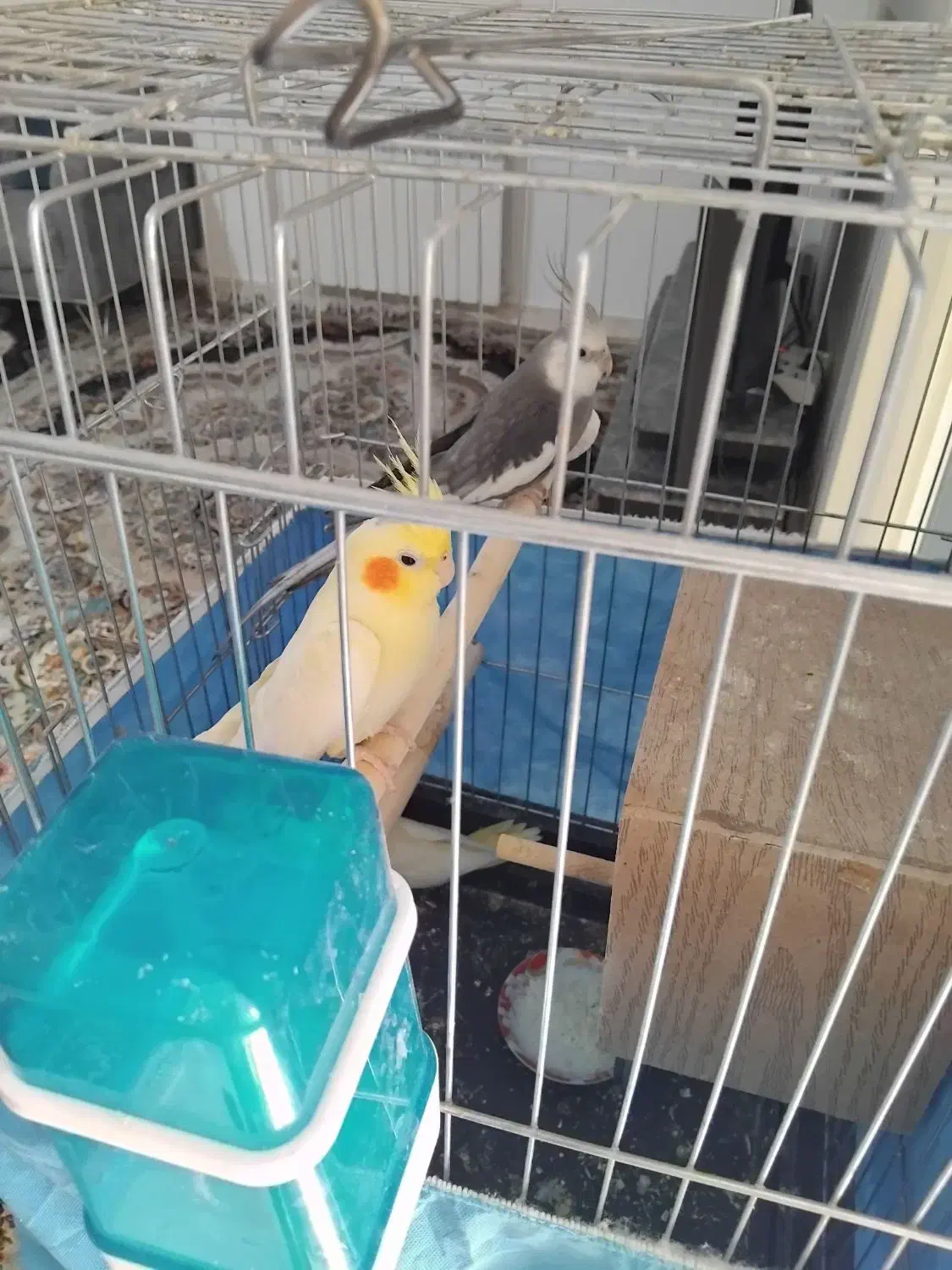 عروس هلندی همراه با ۴ جوجه نژاد دار|پرنده|تهران, مسعودیه|دیوار