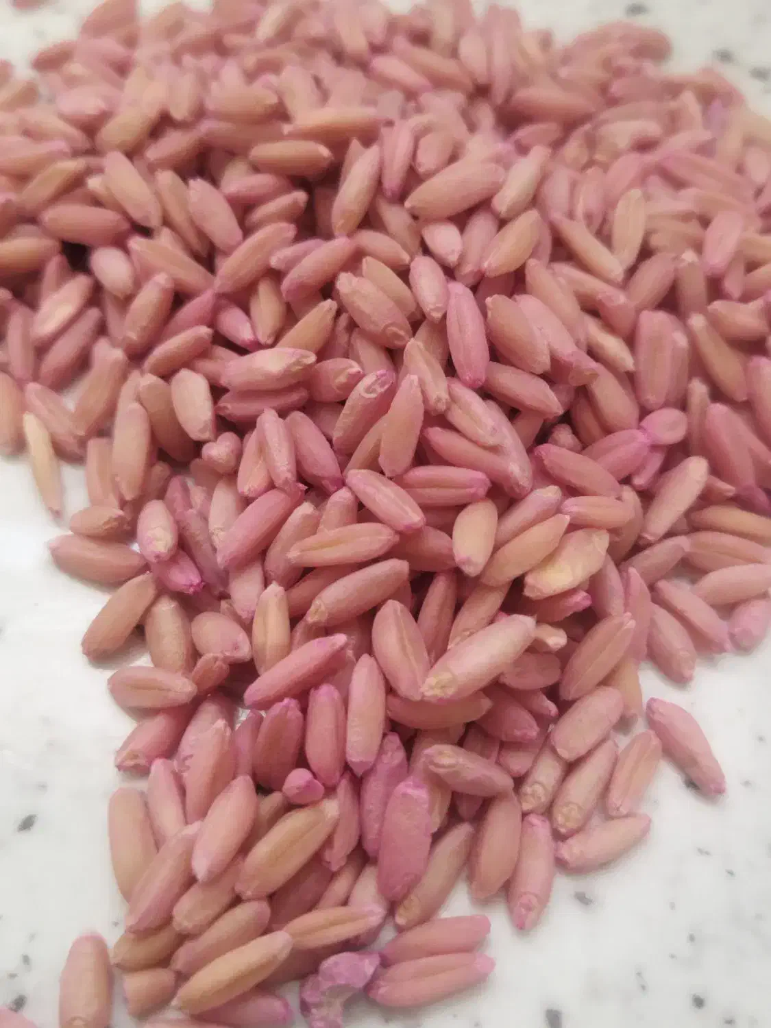 فروش بذر گندم|لوازم جانبی حیوانات|ترکمانچای, |دیوار