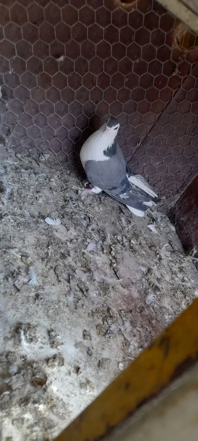 کبوتر ماده دمگیر بومی سفت وظالم عروسک|پرنده|فلاورجان, |دیوار