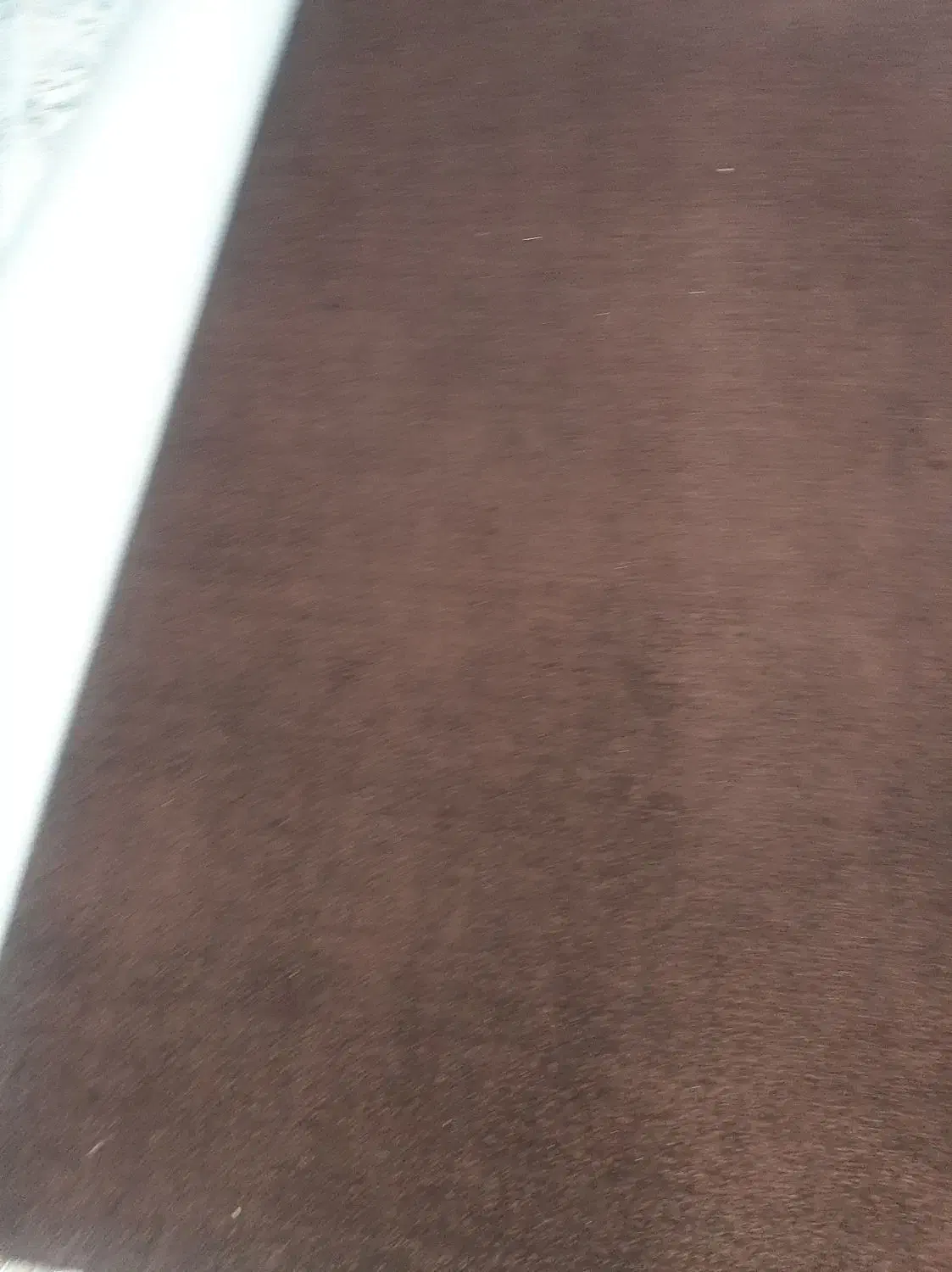 موکت|موکت|ایلام, |دیوار