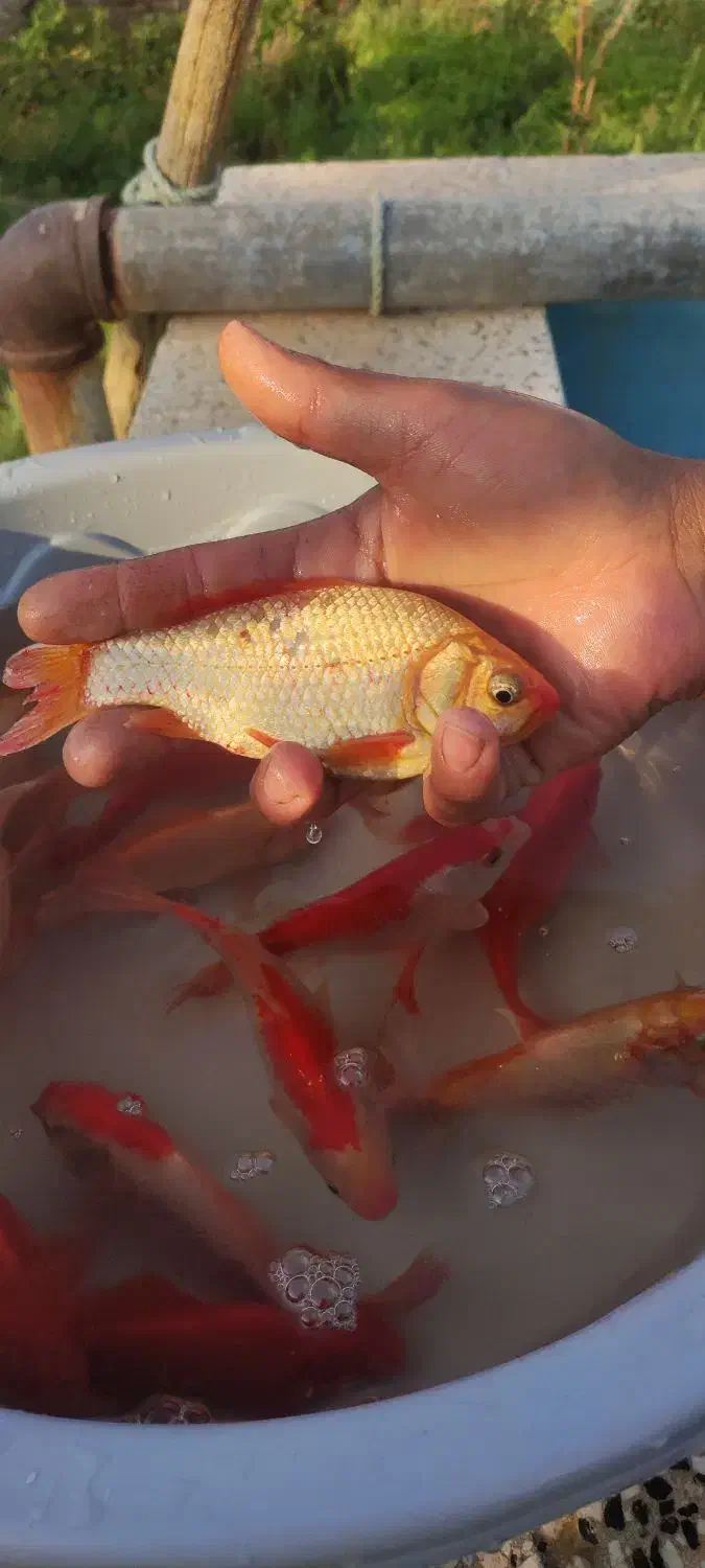 ماهی مولد|ماهی|نوده انقلاب, |دیوار