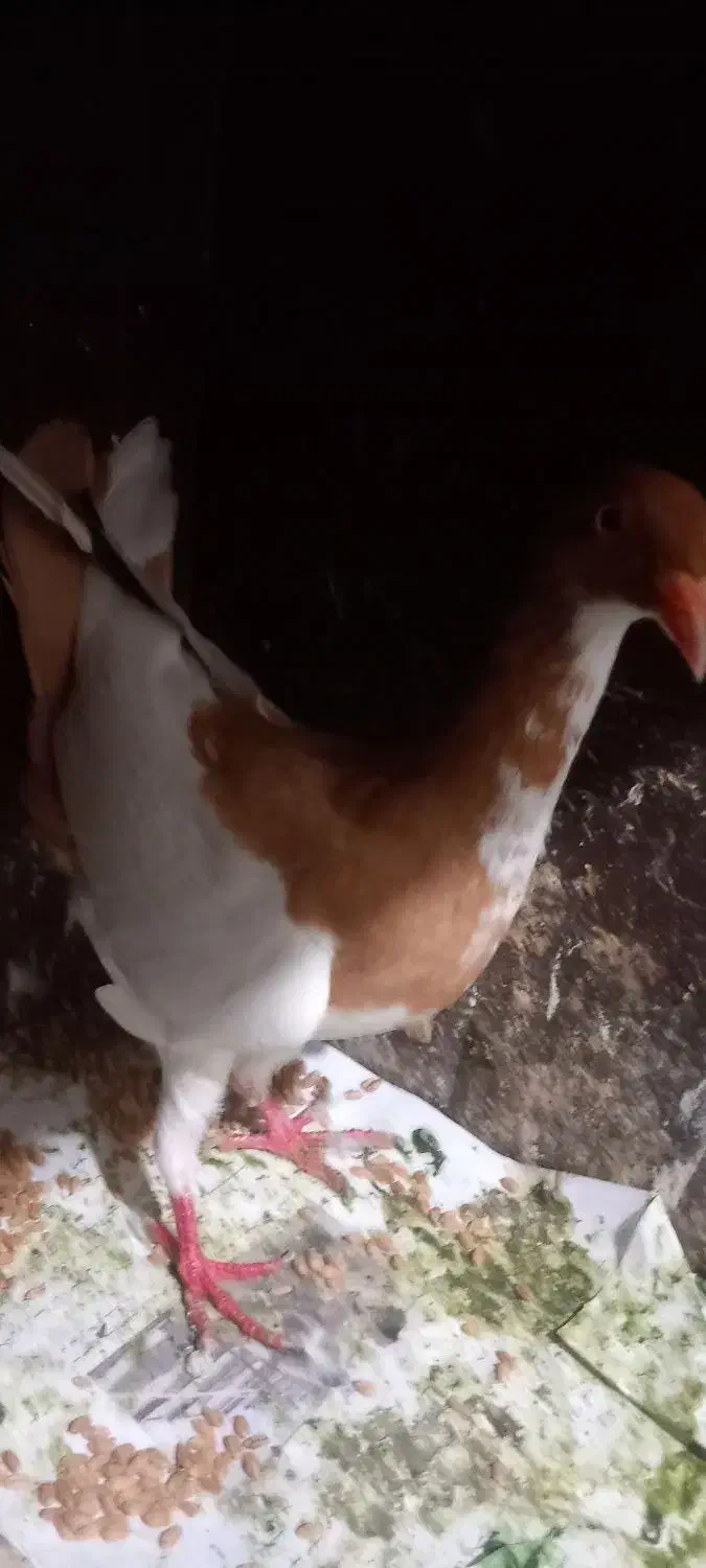 یهودی ماده ریش. شتری|پرنده|گرگان, |دیوار