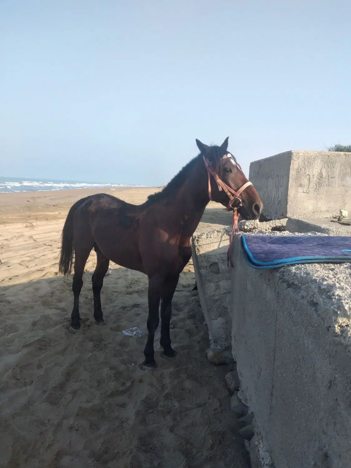 اسب کورسی|اسب و تجهیزات اسب‌سواری|سیریک, |دیوار