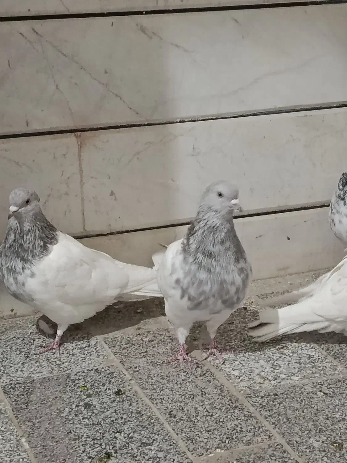 کله الماسی|پرنده|داران, |دیوار