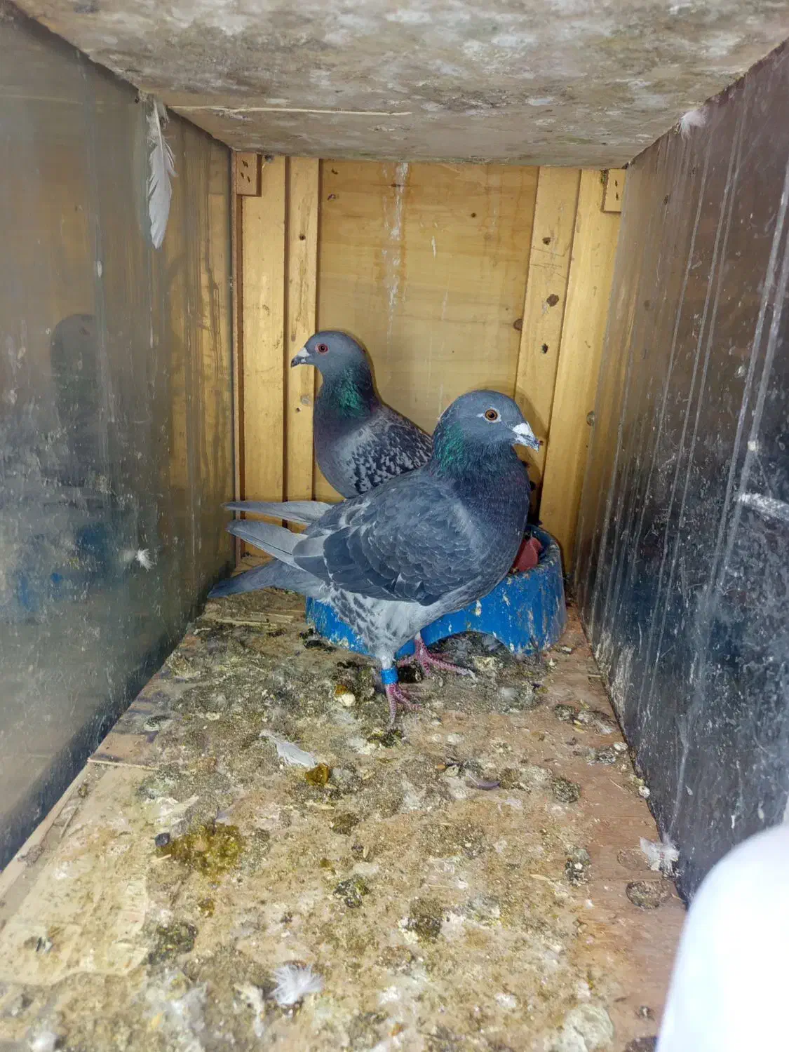 پلاکی خوب|حیوانات|بم, |دیوار