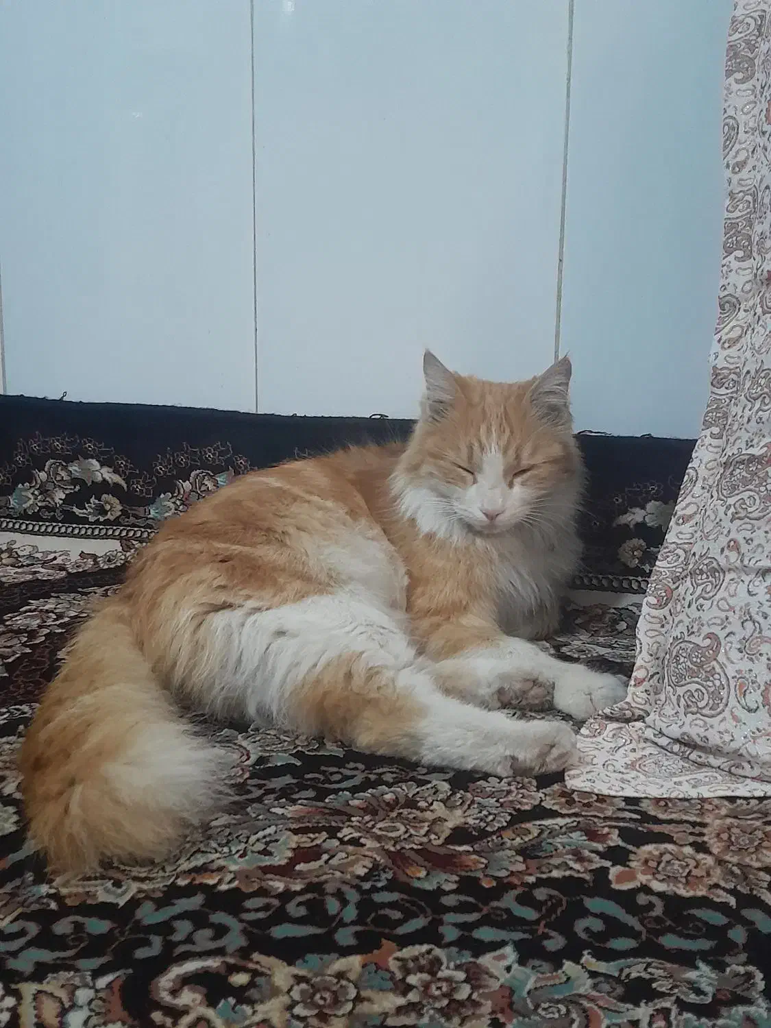 گربه|گربه|مشهد, طلاب|دیوار