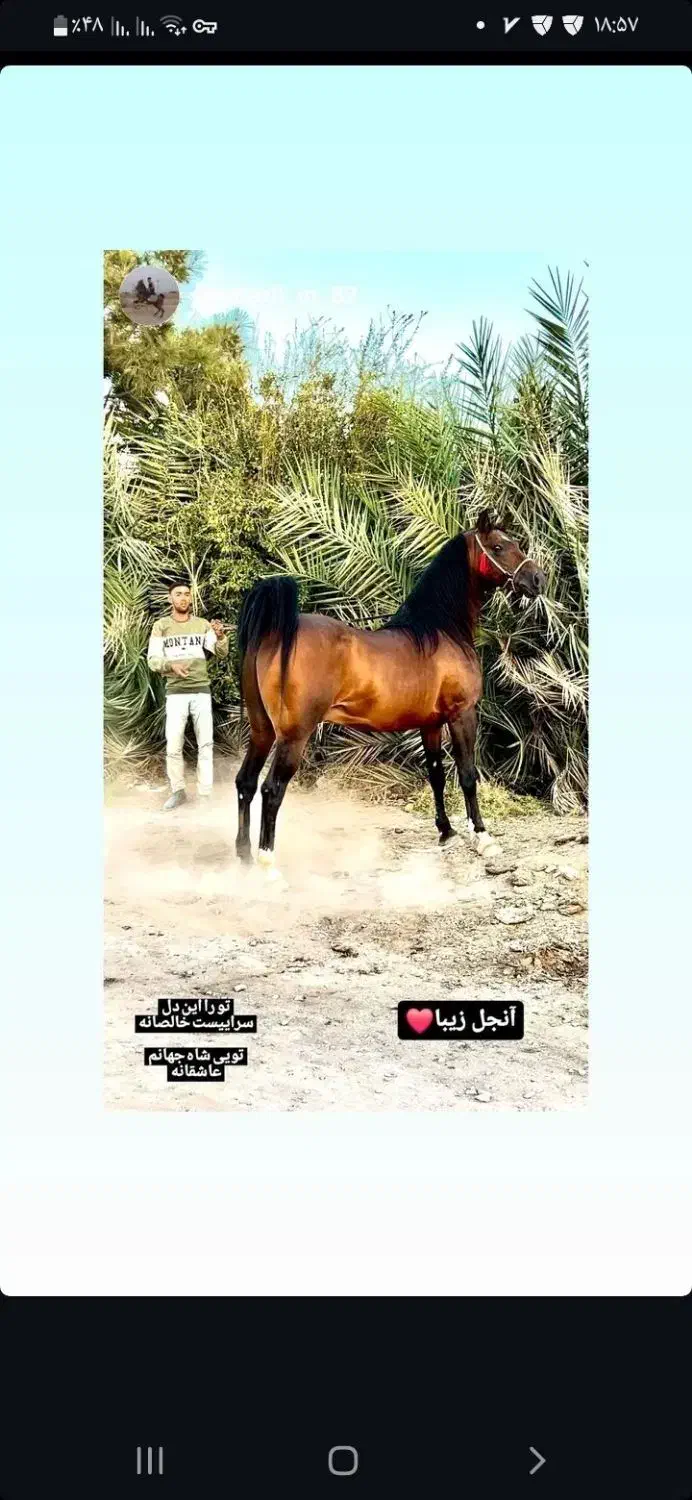 کشش از اسب|اسب و تجهیزات اسب‌سواری|رفسنجان, |دیوار