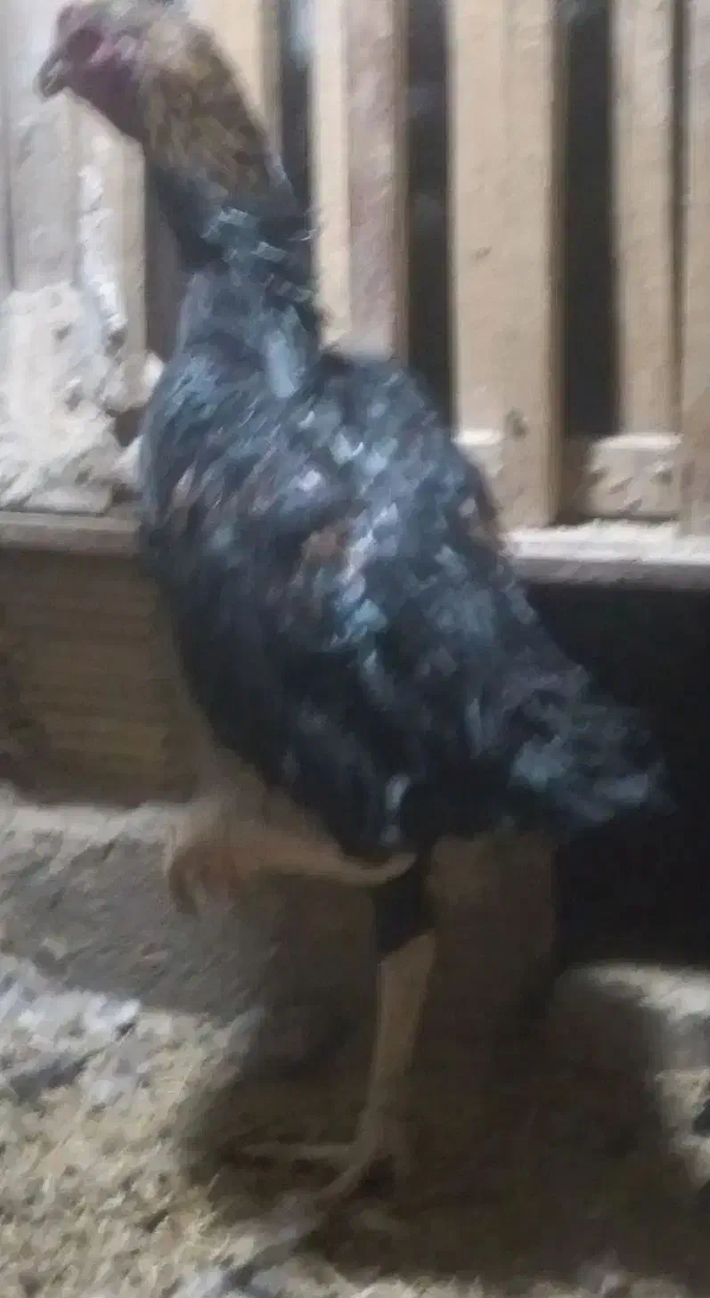 خروس  لاری اوشامو ومرغ برهما|حیوانات مزرعه|قروه, |دیوار